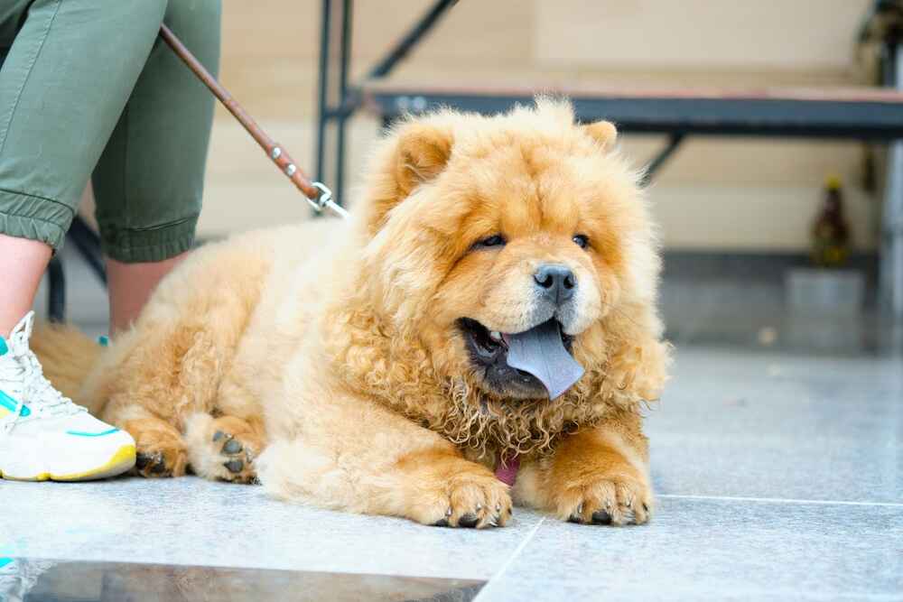 Чау-чау нуждаются в прививках