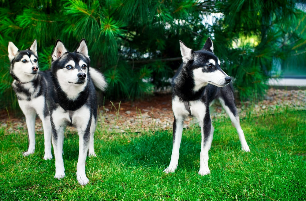 Так выглядит аляскинский кли-кай