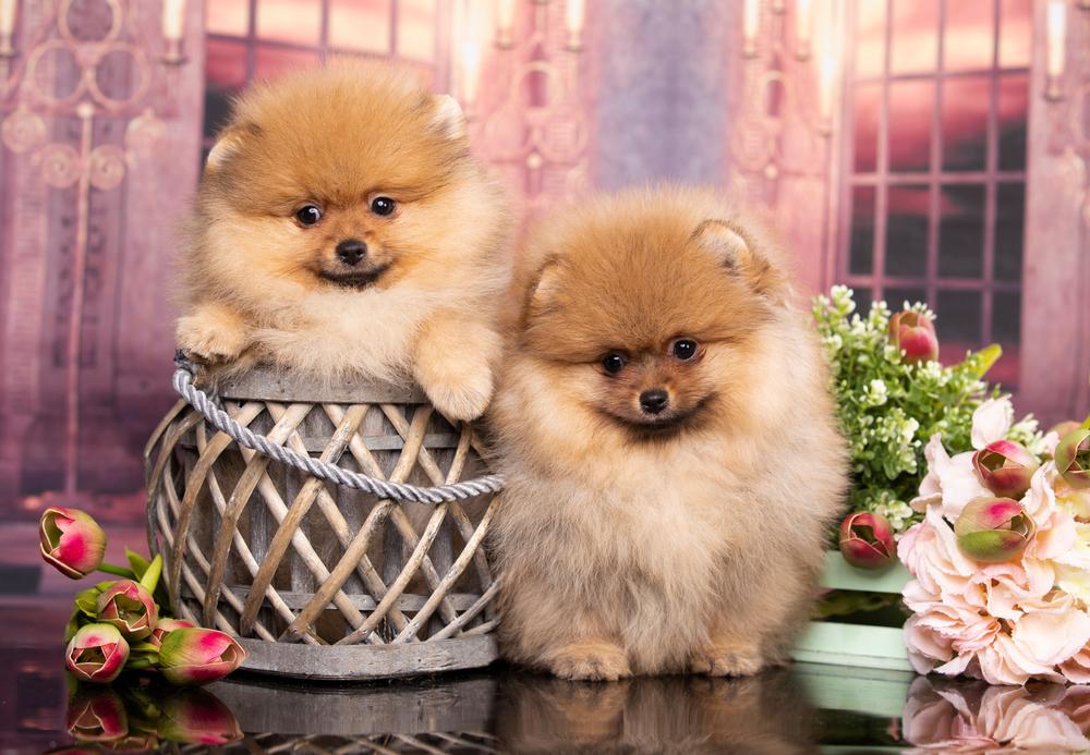 Первые дни в доме щенка померанского шпица