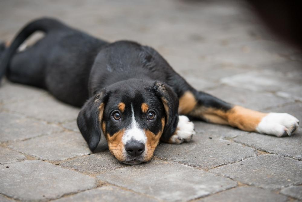 Репродуктивное здоровье энтлебухер зенненхунда