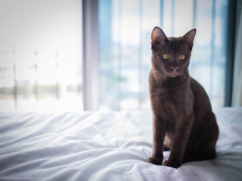 Самые редкие породы кошек в мире: суфалак