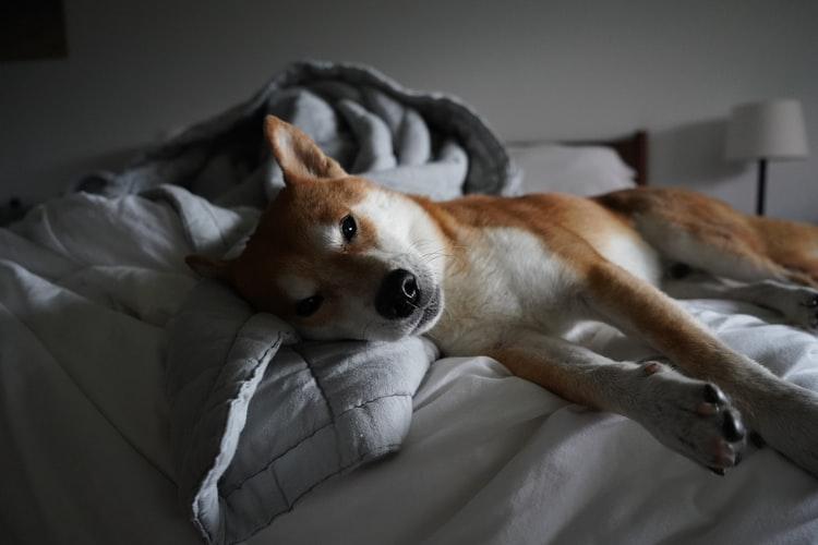 Японский хин собака описание породы плюсы и минусы цена