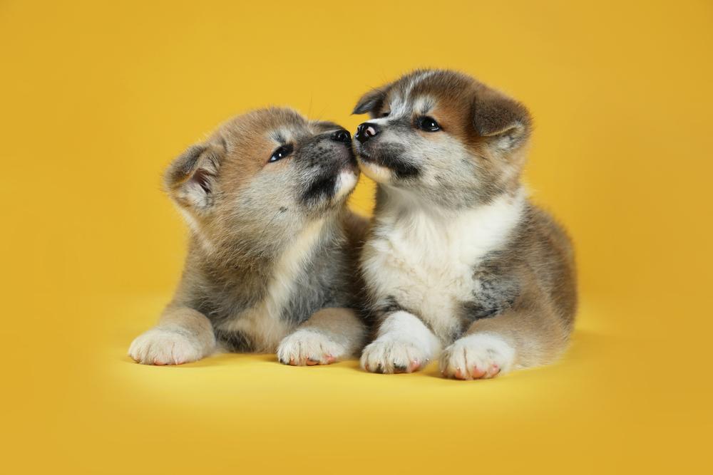 Допустимые окрасы акита-ину: сезамовый Допустимые окрасы акита-ину: сезамовый