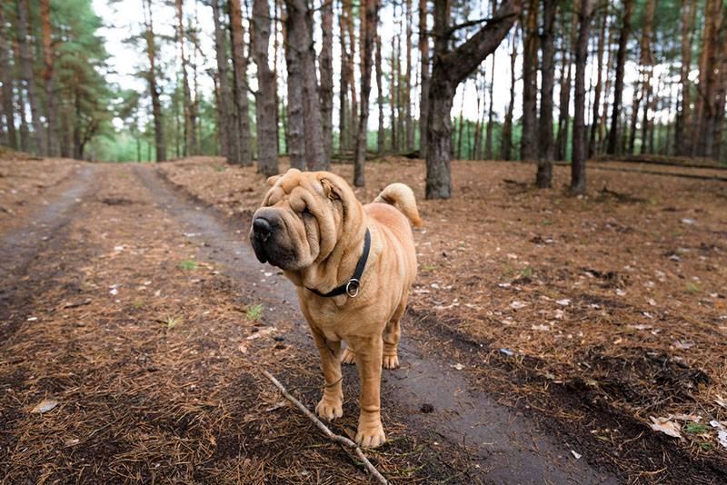 Большие породы вислоухих собак: шарпей Большие породы вислоухих собак: шарпей