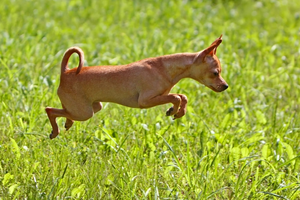 У той-терьеров есть характерные болезни