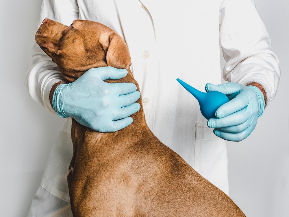 клизма собаке