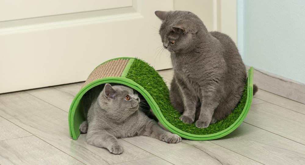 Как определить, какая когтеточка будет лучше для кошки