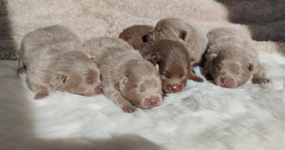 Редкие и запрещенные окрасы померанских шпицев: бобровый Редкие и запрещенные окрасы померанских шпицев: бобровый