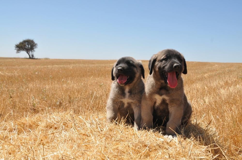 Как относятся кангалы и алабаи к другим питомцам?