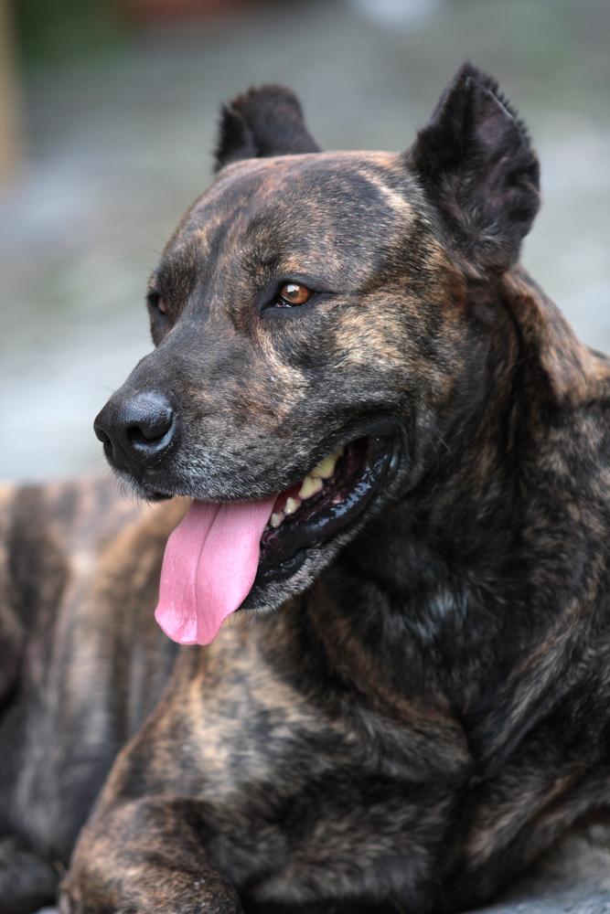 Характер азорской пастушьей собаки