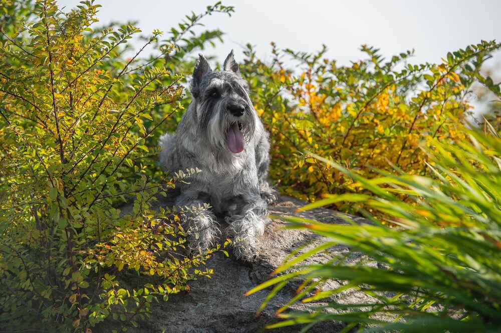 Бесконтрольные вязки влияют на то, сколько проживет миттельшнауцер