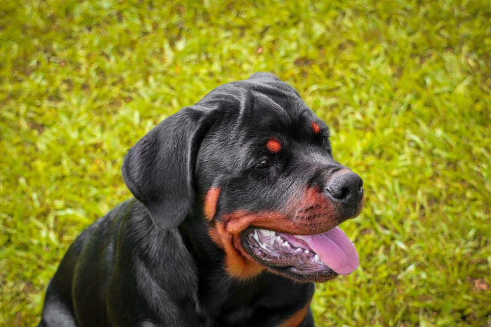 У ротвейлеров диагностируют болезни, затрагивающие нервную систему