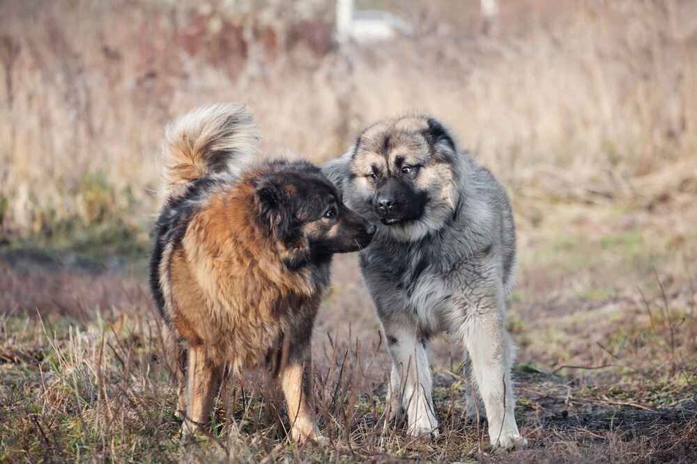 Взрослая собака кавказская овчарка на фото