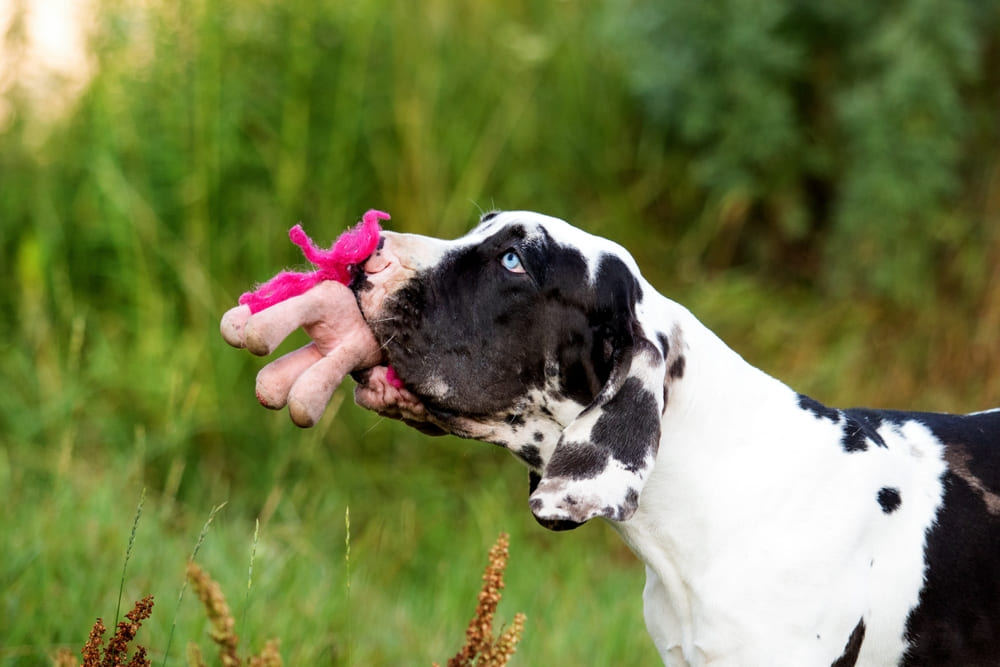 Важно знать, сколько живет немецкий дог в норме