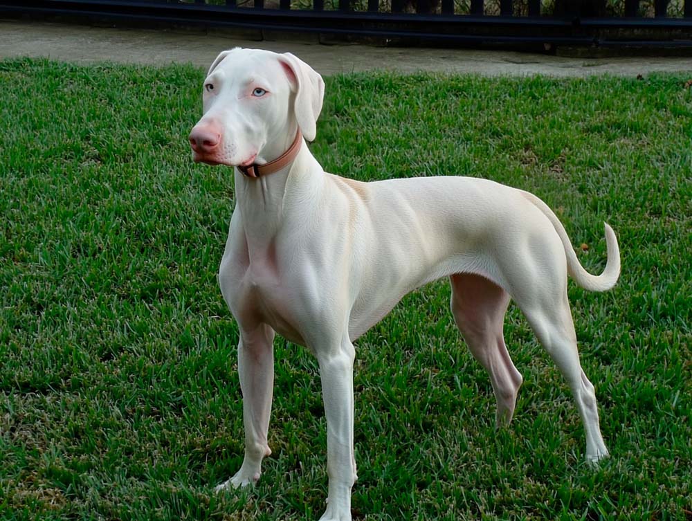 Белые доберманы не любят чужаков