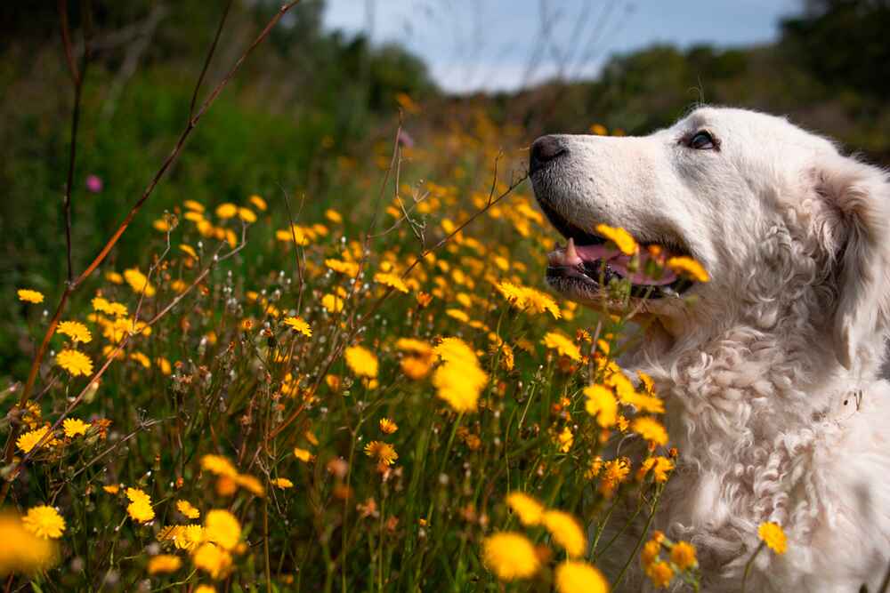 Кувасы нуждаются в сбалансированном рационе