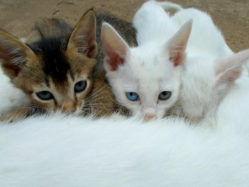 Что такое «молочный шаг» у кошек и откуда он берется 