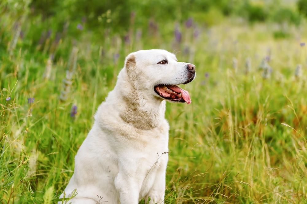 Что делать хозяину, если алабай стал злым?