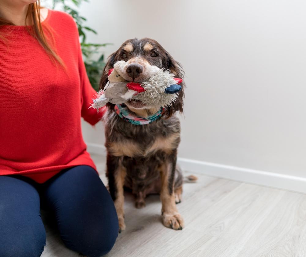 как воспитывать немецкого вахтельхунда