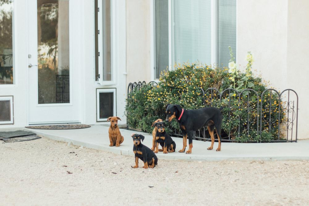 вязка и разведение немецких пинчеров