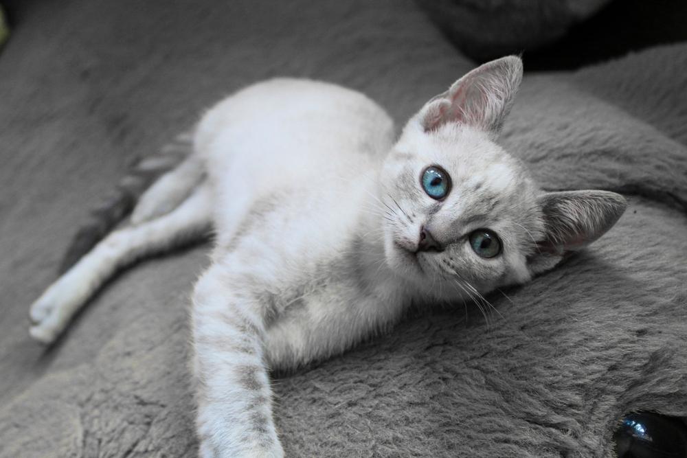 Репродуктивное здоровье породы охос азулес