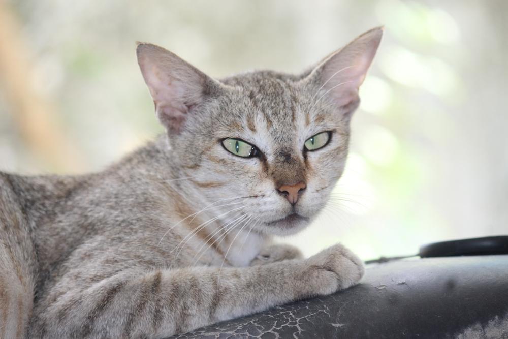 Здоровье цейлонской кошки