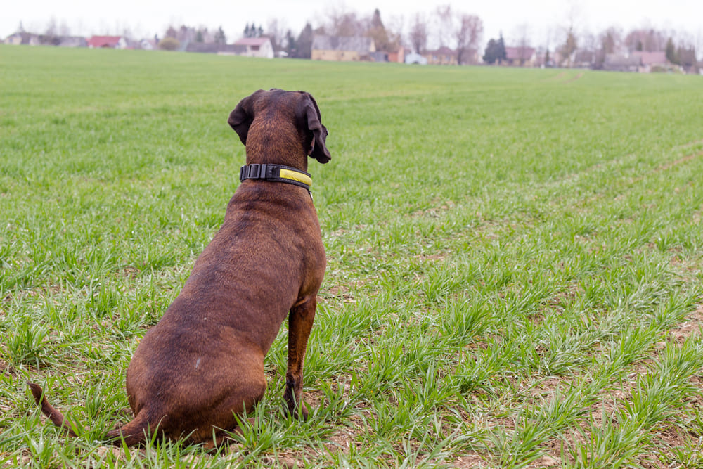 Баварская горная гончая обычно приносит 4-7 щенков