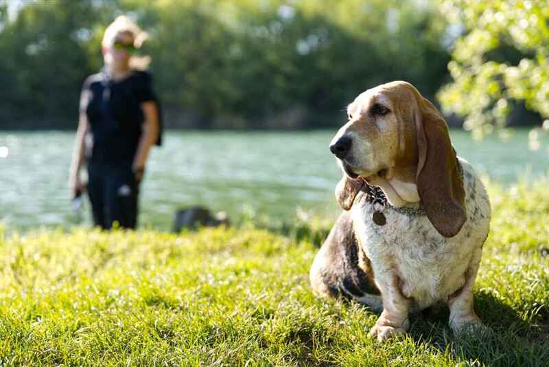 Вес бассет-хаунда зависит от нескольких факторов