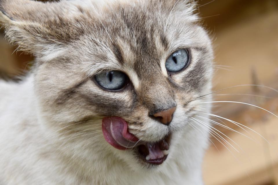 Чем кормить аллергичных кошек. Смотреть фото Чем кормить аллергичных кошек. Смотреть картинку Чем кормить аллергичных кошек. Картинка про Чем кормить аллергичных кошек. Фото Чем кормить аллергичных кошек