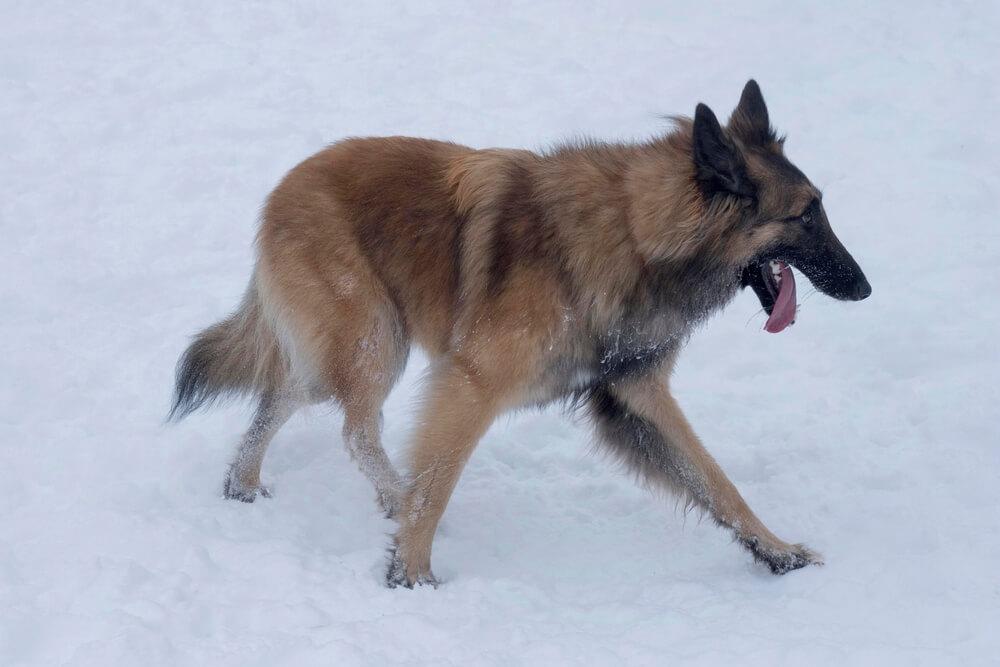 Фото тервюрена боком