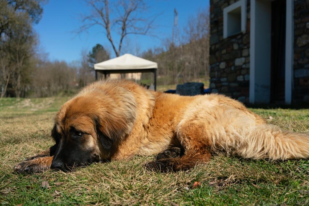 Возможные заболевания греческой овчарки