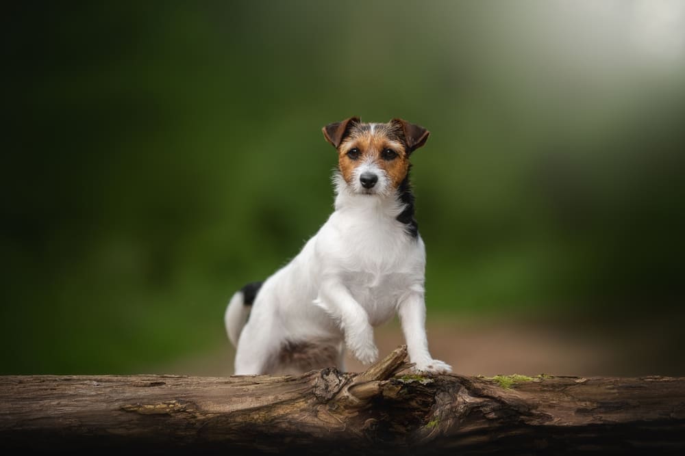 Владельцу важно следить, сколько весит джек-рассел-терьер