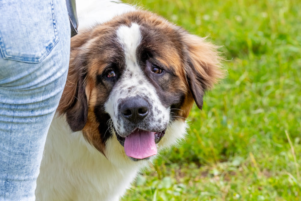 Питание влияет на то, сколько проживет московская сторожевая
