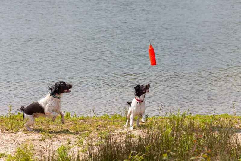 Как выбрать английского спрингера?