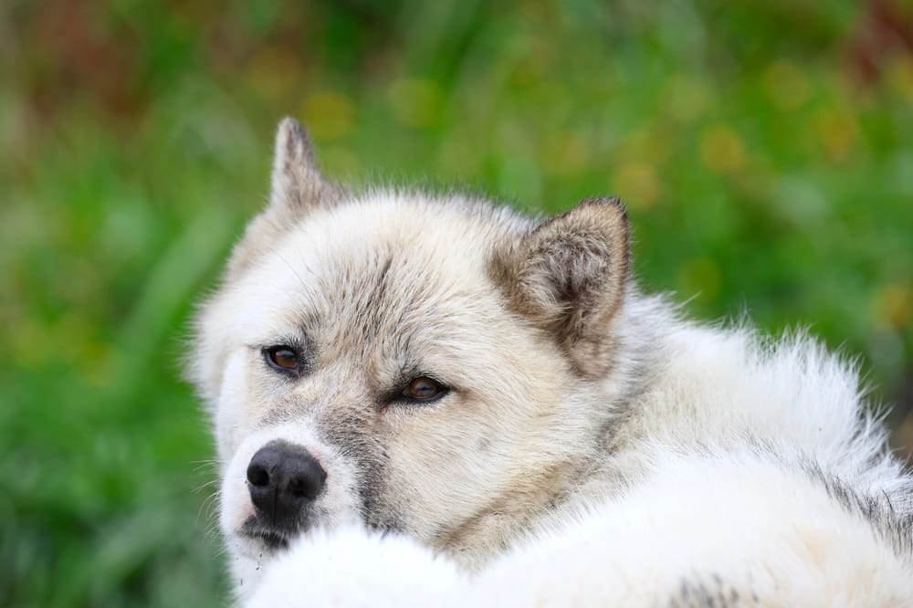 Когти гренландской собаки нуждаются в уходе