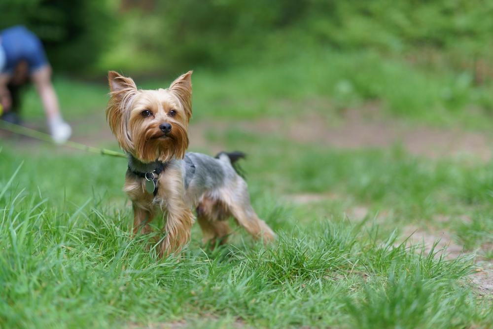 Как выбирать имя для мальчика-йорка?