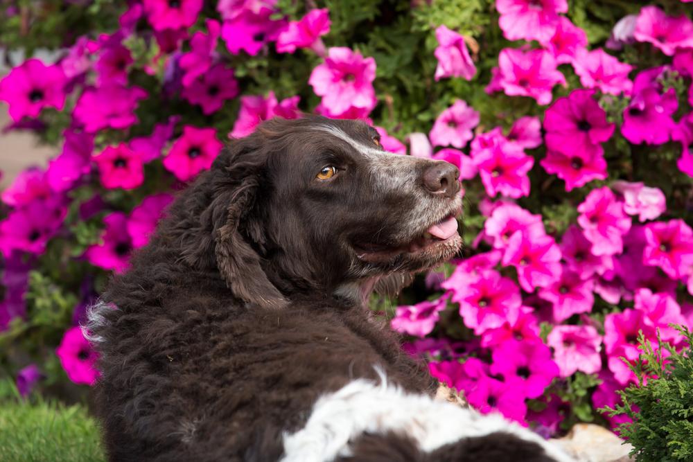 интересное о породе немецкий вахтельхунд