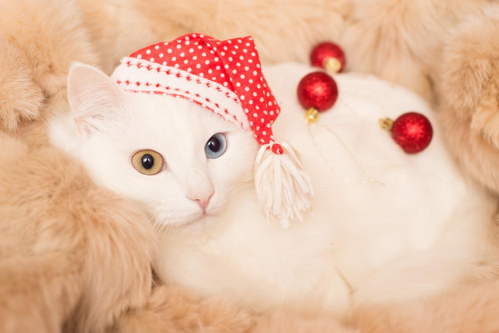 Характер ангорской кошки