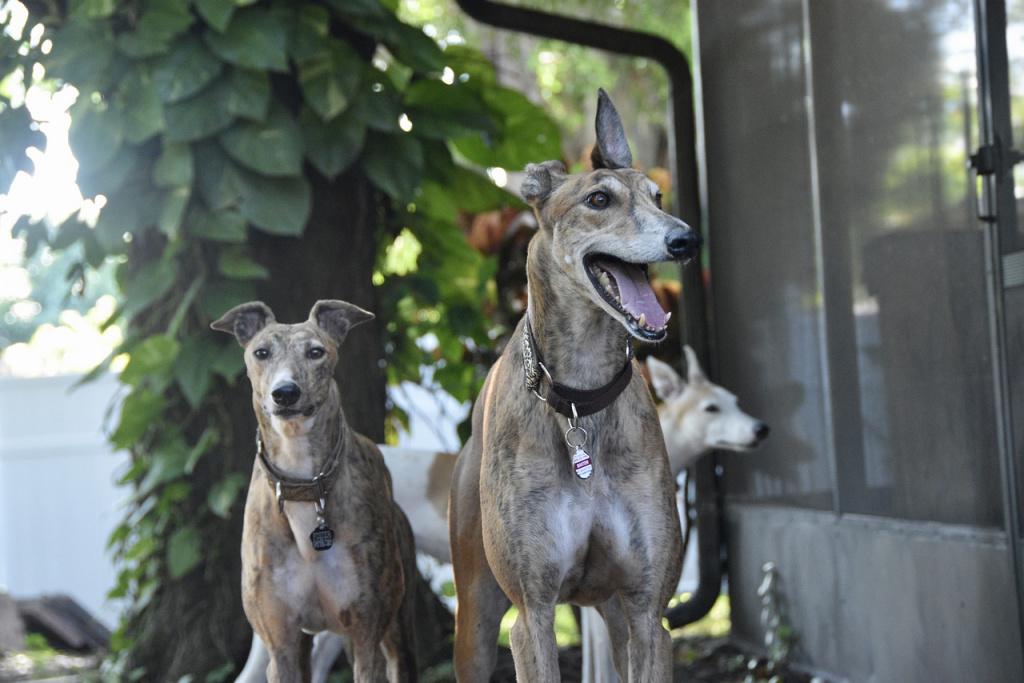 Особенности породы борзых Особенности породы борзых