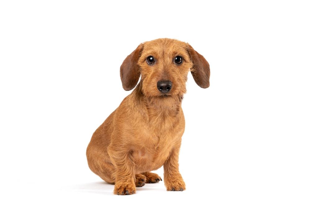 Разрешенные окрасы жесткошерстных такс: рыжий Разрешенные окрасы жесткошерстных такс: рыжий