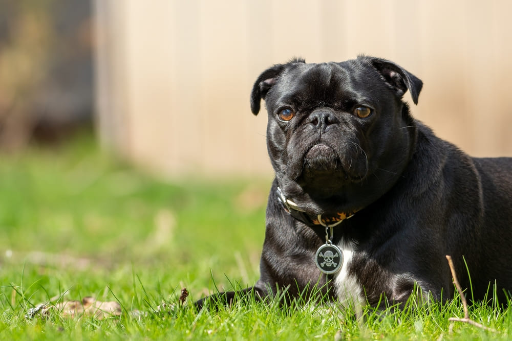 У мопсов могут диагностировать болезни глаз