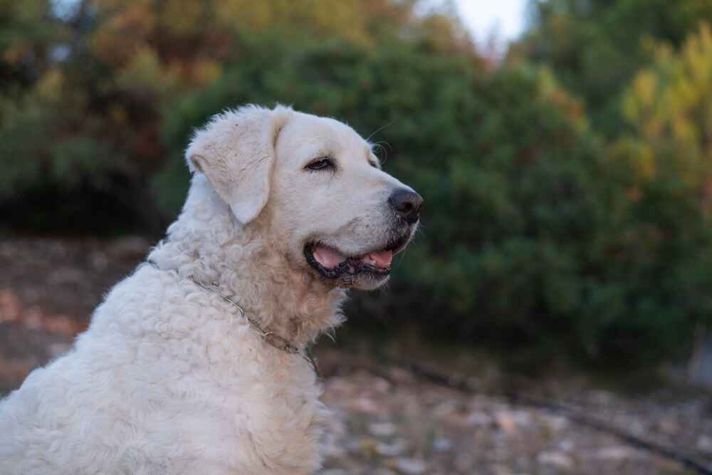 Венгерский кувас любит детей