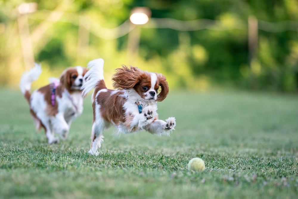 Породы, похожие на таксу характером: кавалер-кинг-чарльз-спаниель Породы, похожие на таксу характером: кавалер-кинг-чарльз-спаниель