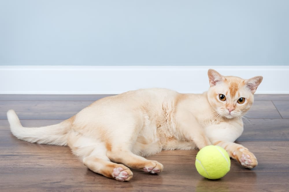 Владельцу интересно, сколько может прожить бурманская кошка по человеческим меркам