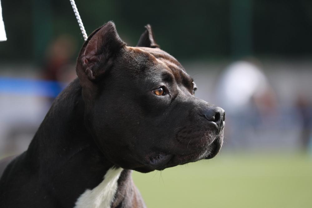 Чем кормить черного питбультерьера?