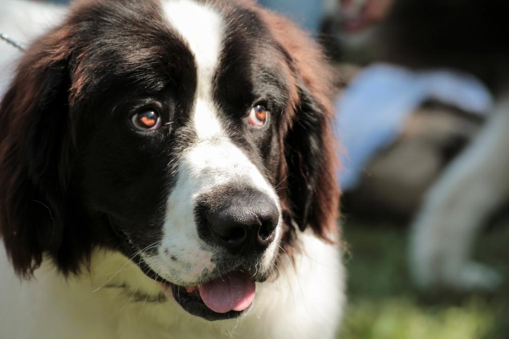 Особенности кормления буковинской овчарки