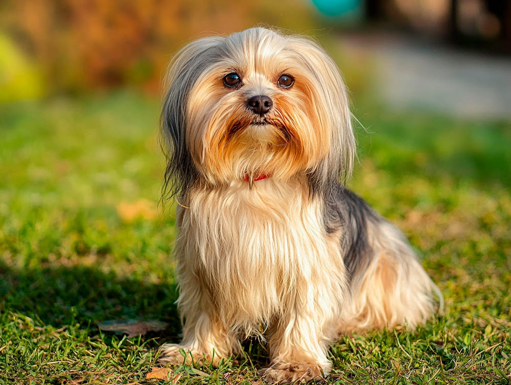 Русская цветная болонка ориентирована на человека