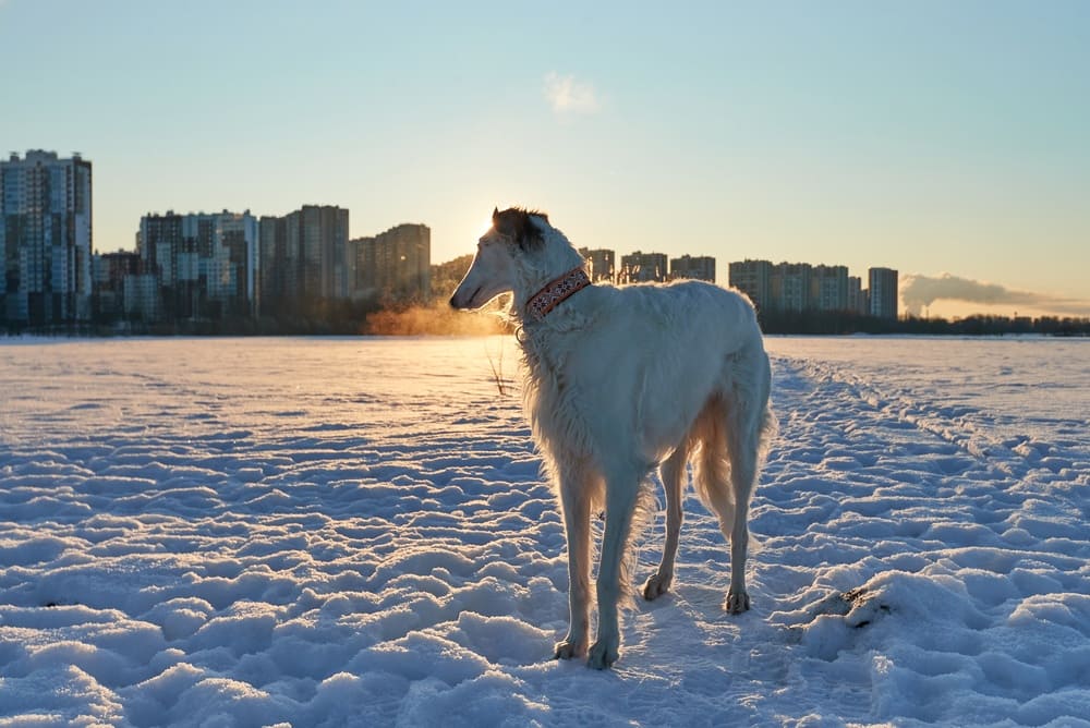 То, сколько прожила русская борзая, можно сравнить с возрастом человека