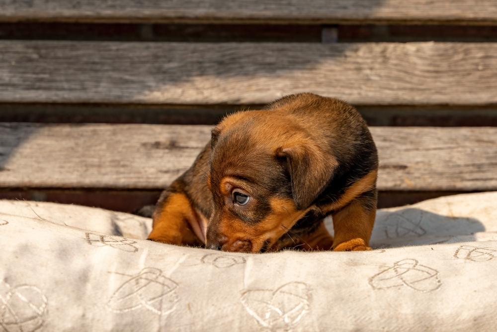 Щенок бегает за своим хвостом из-за стресса