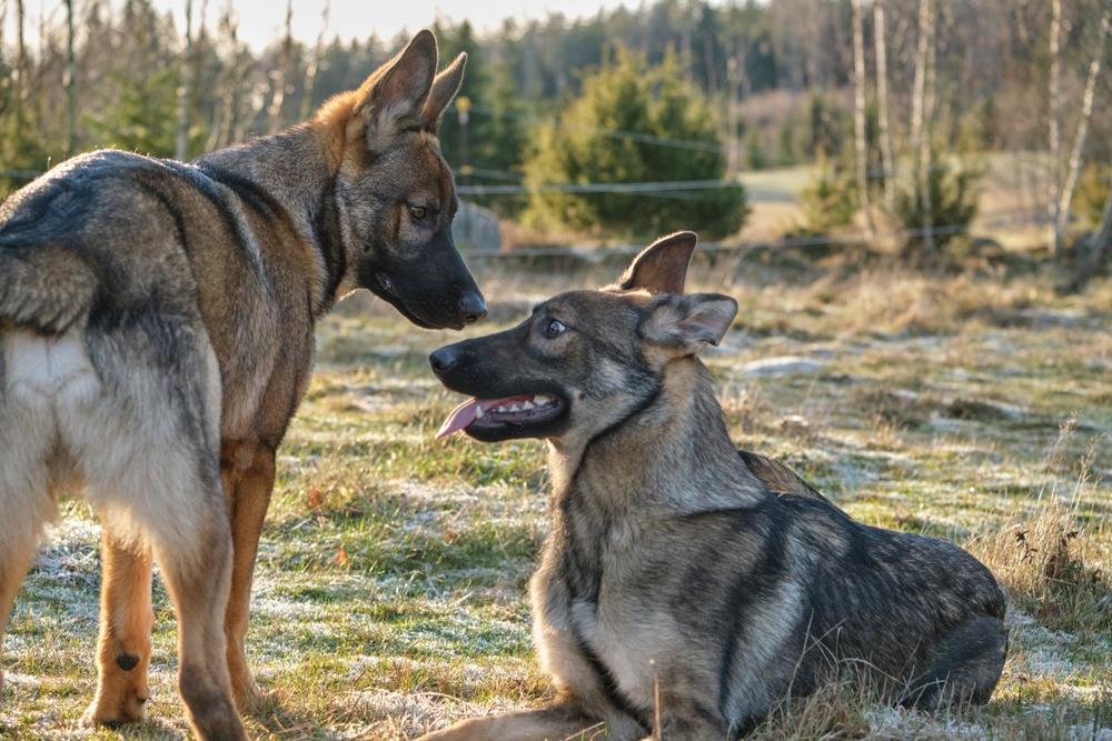 Чем немецкая овчарка рабочего разведения отличатся от класса шоу?